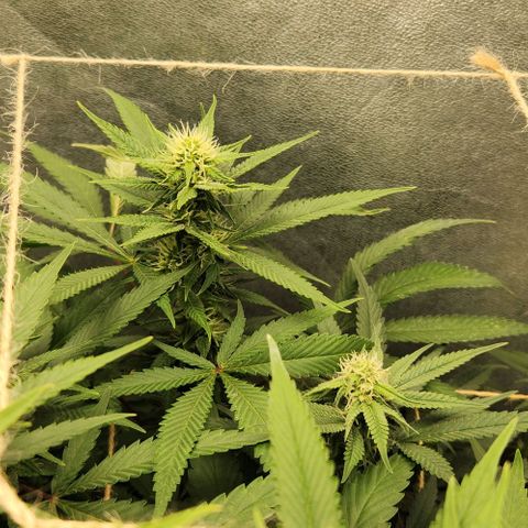 Purple Buddha #1 growlog timeline photo