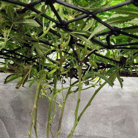 Purple Buddha #1 growlog timeline photo