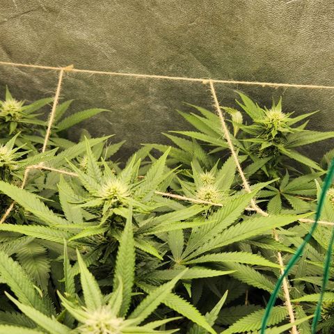 Purple Buddha #1 growlog timeline photo