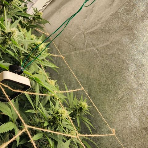 Purple Buddha #1 growlog timeline photo