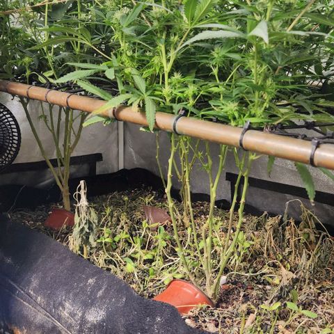 Purple Buddha #2 growlog timeline photo