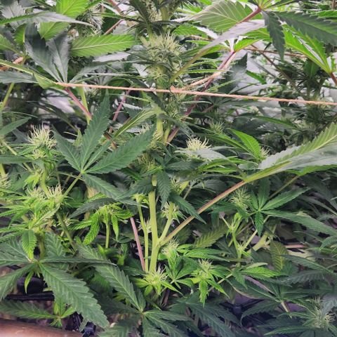 Purple Buddha #2 growlog timeline photo