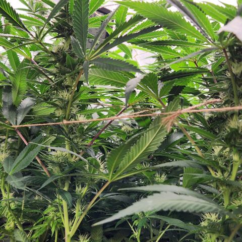 Purple Buddha #2 growlog timeline photo