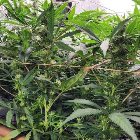 Purple Buddha #2 growlog timeline photo
