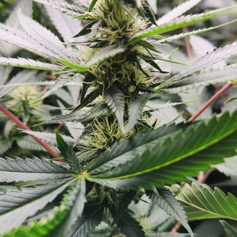 Purple Buddha #2 growlog timeline photo
