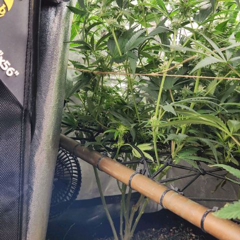 God Bud #1 growlog timeline photo
