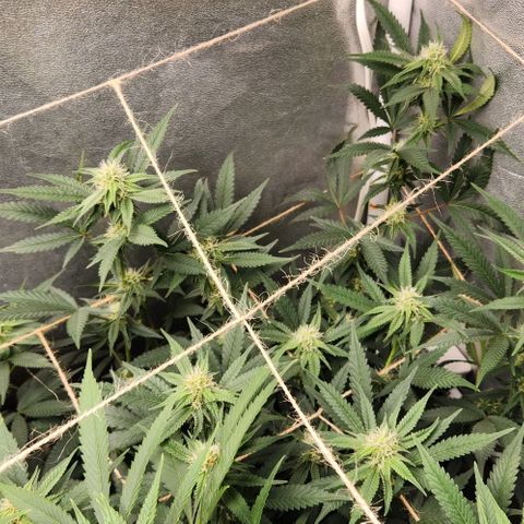 God Bud #2 growlog timeline photo