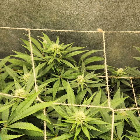 Purple Buddha #2 growlog timeline photo