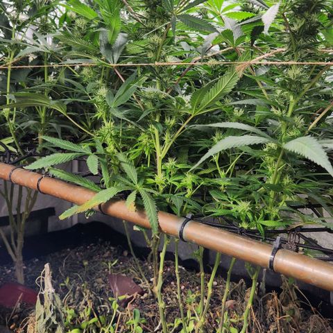Purple Buddha #1 growlog timeline photo