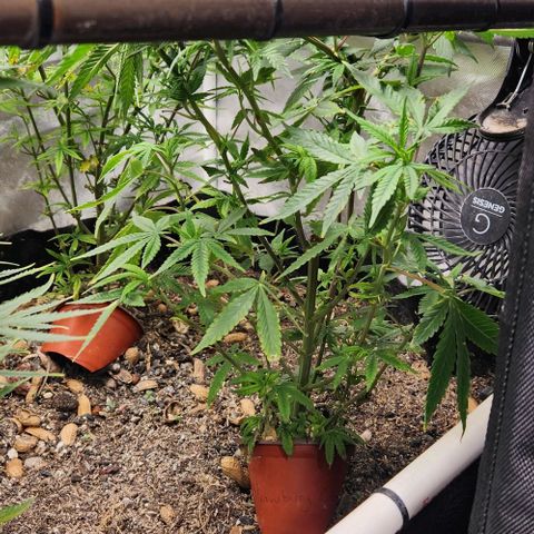 Strawberry Cough growlog timeline photo