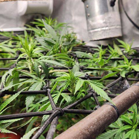 Strawberry Cough growlog timeline photo