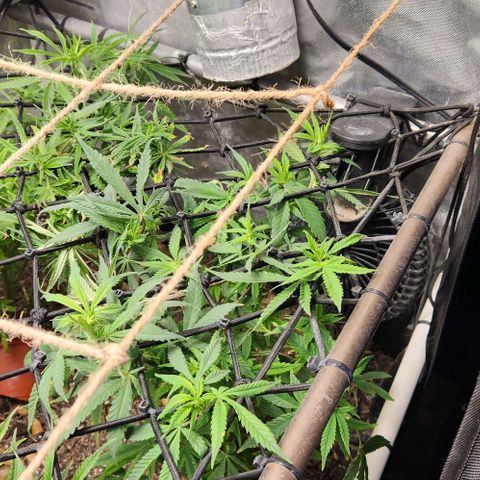 Strawberry Cough growlog timeline photo