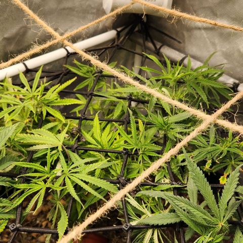 Platinum Girl Scout Cookies growlog timeline photo