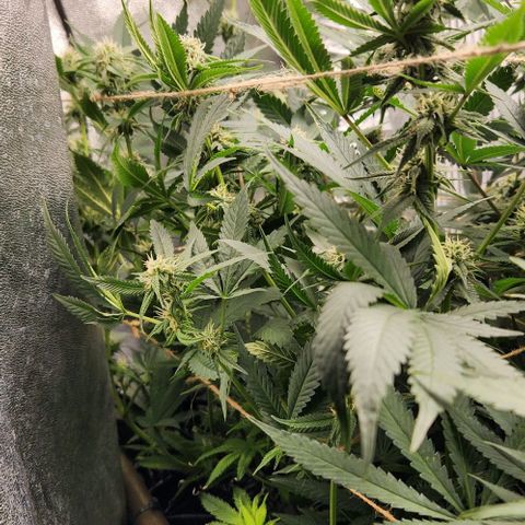 God Bud #1 growlog timeline photo