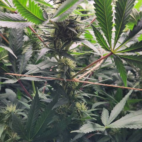 Purple Buddha #2 growlog timeline photo
