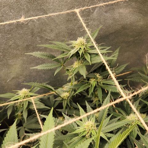 God Bud #2 growlog timeline photo