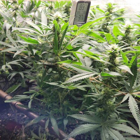 Purple Buddha #2 growlog timeline photo