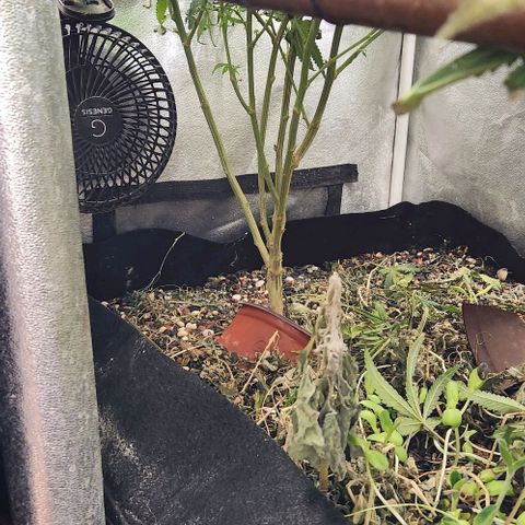 God Bud #1 growlog timeline photo