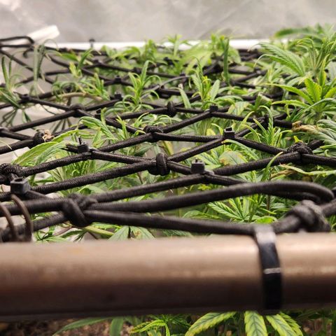 Pineapple Express growlog timeline photo