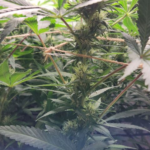 Purple Buddha #2 growlog timeline photo