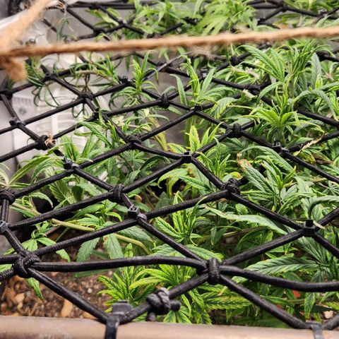 Pineapple Express growlog timeline photo