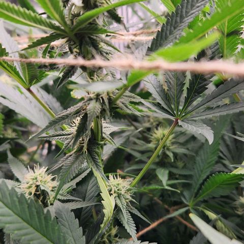 God Bud #1 growlog timeline photo