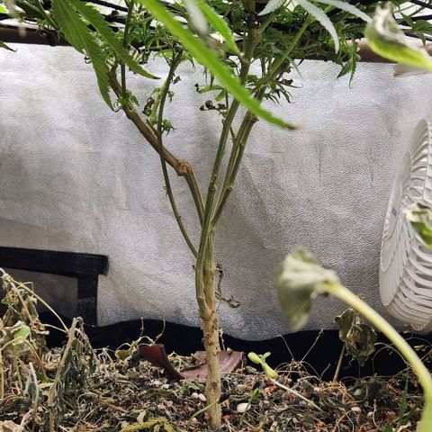 God Bud #2 growlog timeline photo