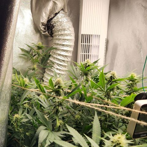 God Bud #1 growlog timeline photo