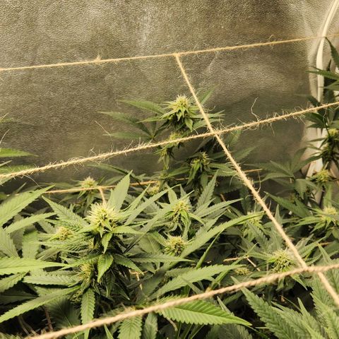 God Bud #2 growlog timeline photo