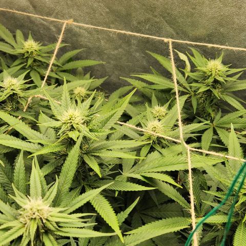 Purple Buddha #1 growlog timeline photo