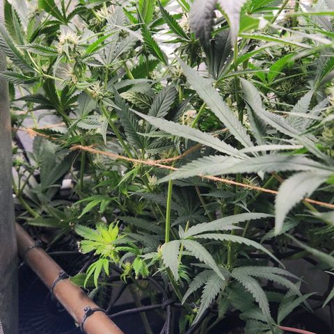 God Bud #1 growlog timeline photo