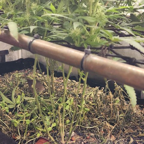 Purple Buddha #2 growlog timeline photo
