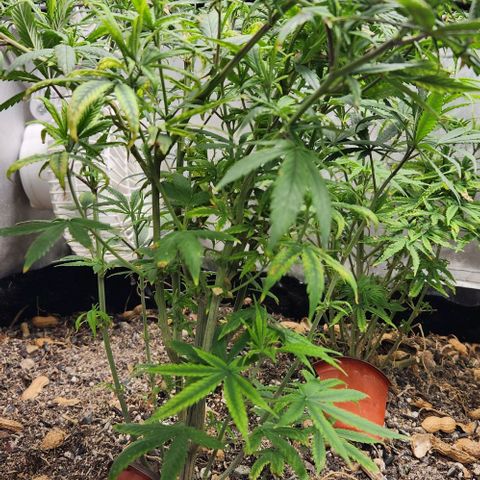 Pineapple Express growlog timeline photo