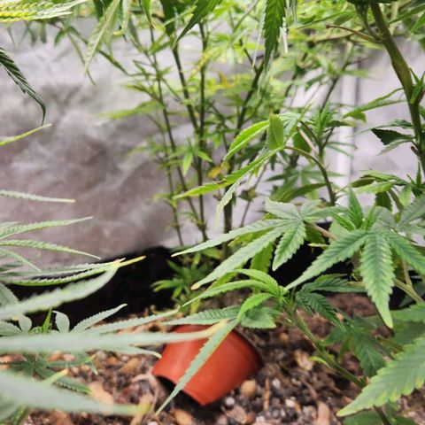 Platinum Girl Scout Cookies growlog timeline photo