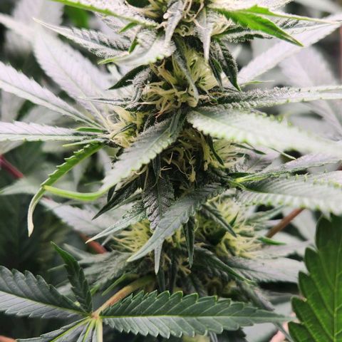 Purple Buddha #2 growlog timeline photo