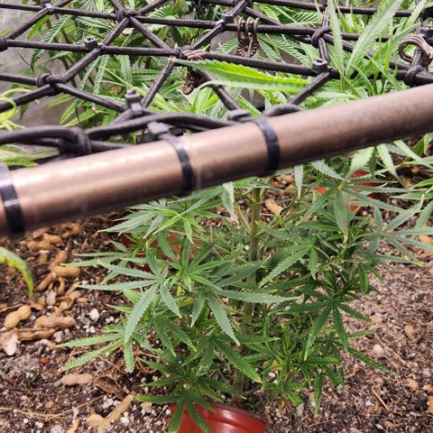 BLUE DREAM growlog timeline photo