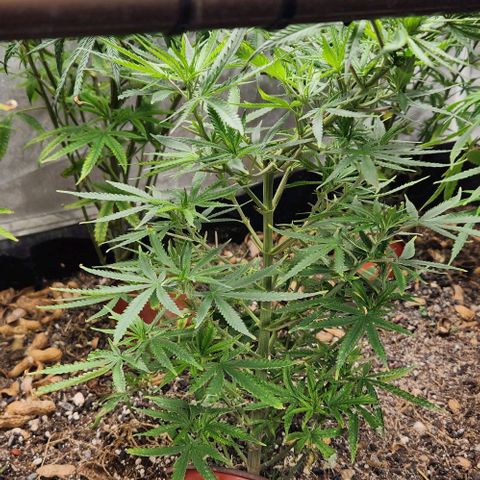 BLUE DREAM growlog timeline photo