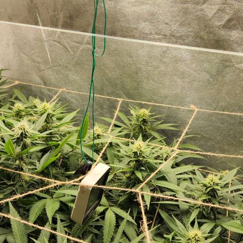 Purple Buddha #1 growlog timeline photo