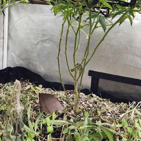 Purple Buddha #1 growlog timeline photo