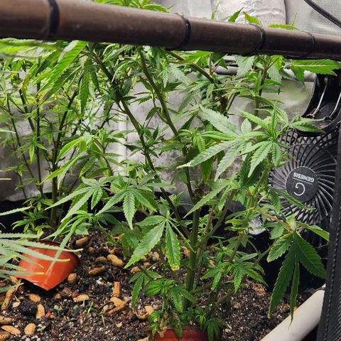 Strawberry Cough growlog timeline photo