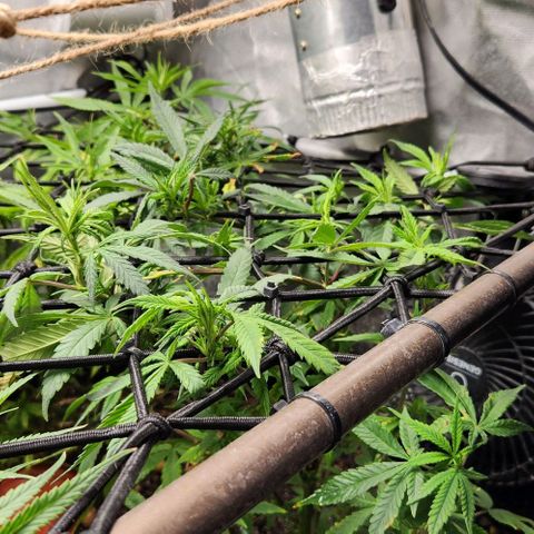 Strawberry Cough growlog timeline photo