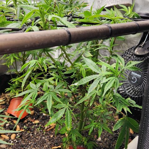 Strawberry Cough growlog timeline photo