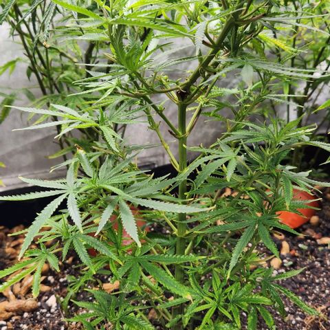 BLUE DREAM growlog timeline photo
