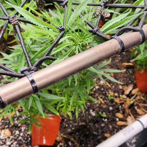 BLUE DREAM growlog timeline photo