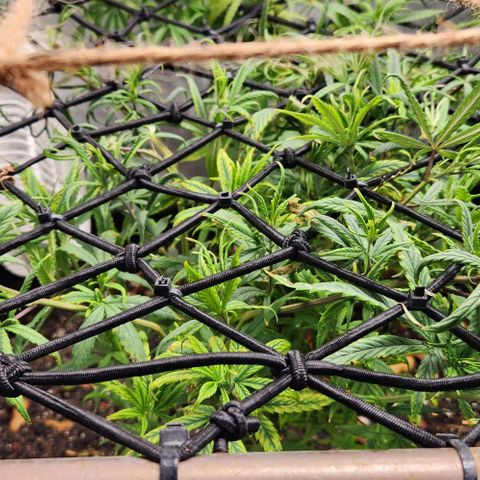 Pineapple Express growlog timeline photo
