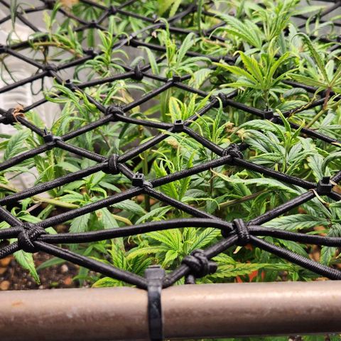 Pineapple Express growlog timeline photo