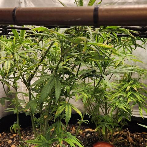 Pineapple Express growlog timeline photo