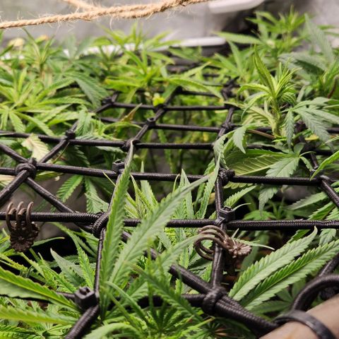 Platinum Girl Scout Cookies growlog timeline photo