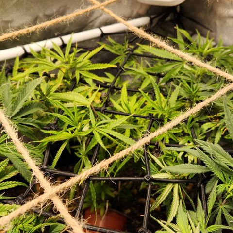 Platinum Girl Scout Cookies growlog timeline photo