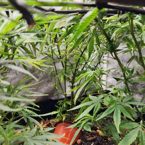 Platinum Girl Scout Cookies growlog timeline photo